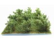 Vysok kee - Zelen dubov - stedn list