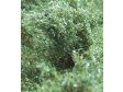 Vysok kee - Zelen dubov - stedn list