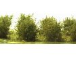 Nzk kee - jemn list - zelen vrbov