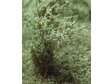 Vysok kee - zelen vrbov - jemn list
