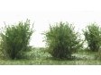 Nzk kee - mikro list - zelen dubov