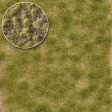 Travn trsy dvoubarevn, 4 mm, pozdn lto