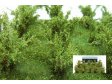 Vysok kee - Zelen osikov - jemn list