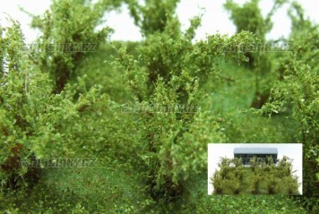 Vysok kee - Zelen osikov - jemn list