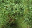Vysok kee - Zelen dubov - jemn list
