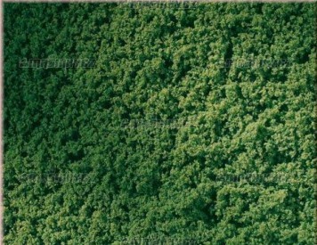 Travn koberec - listov zelen