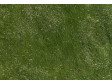Statická tráva pozdní léto, 4,5 mm