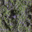 Kvtinov koberec - fialov