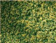 Travn koberec - s pampelikami