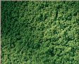 Travn koberec - svtle zelen